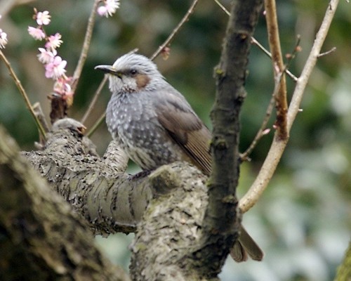 Brown-eared Bulbul