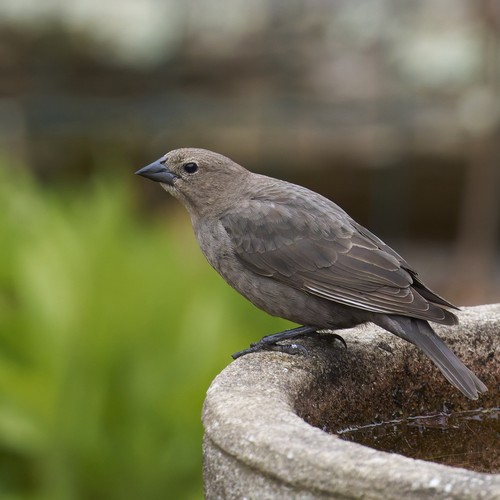 Brown-headed Cowbird