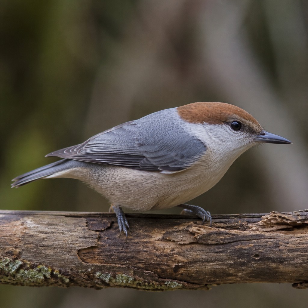 Brown-headed Nuthatch (Sitta pusilla)