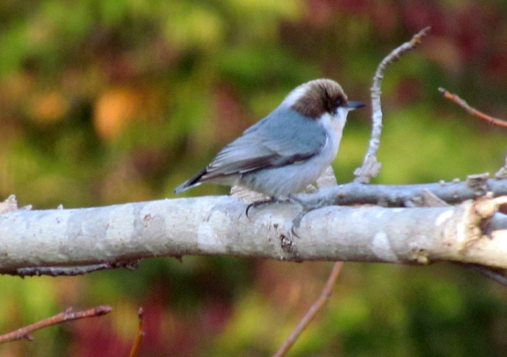 Brown-headed Nuthatch (Sitta pusilla)
