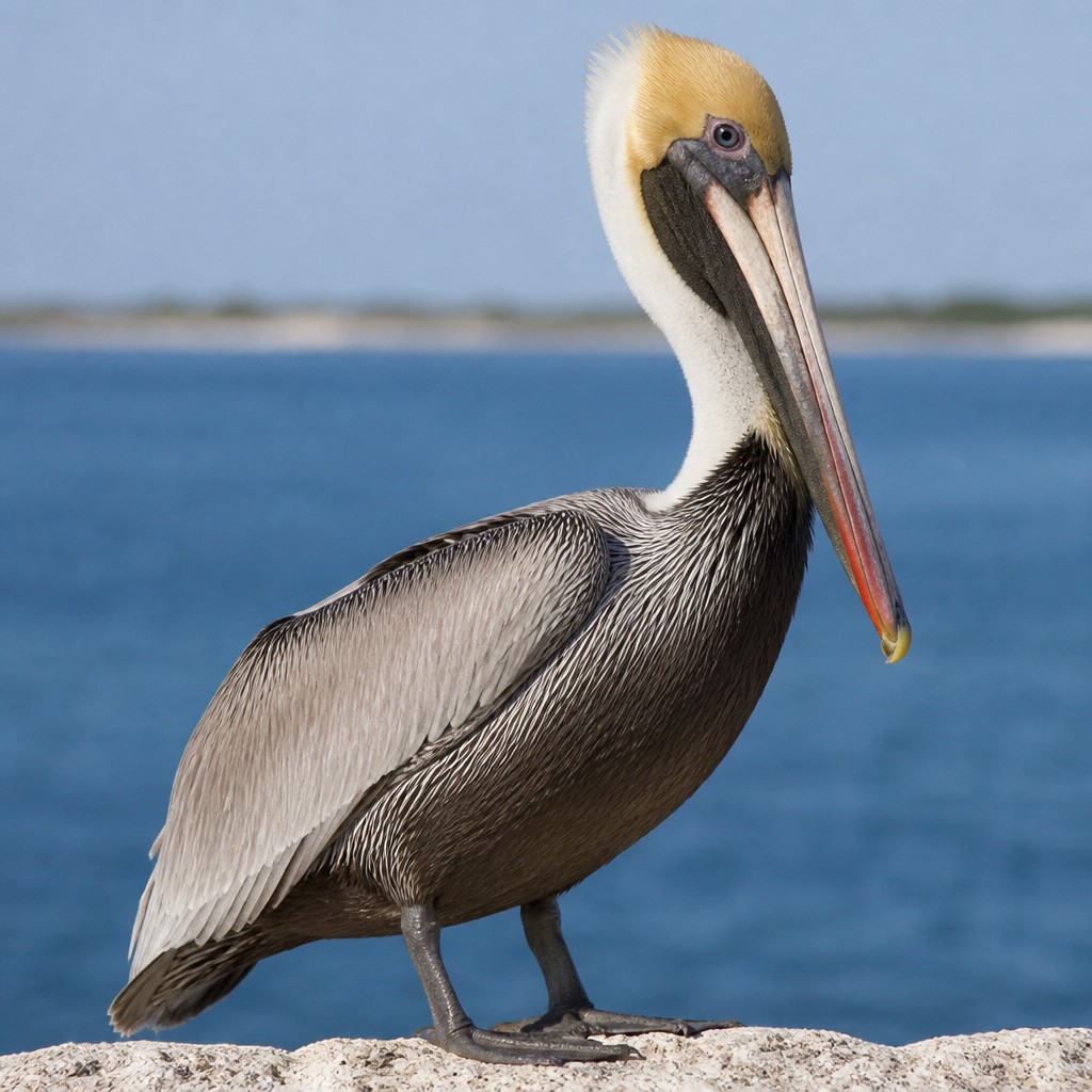 Brown Pelican