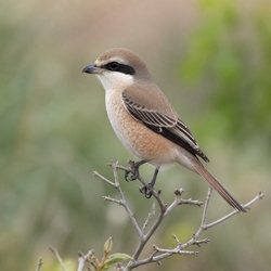 Brown Shrike Identification Guide