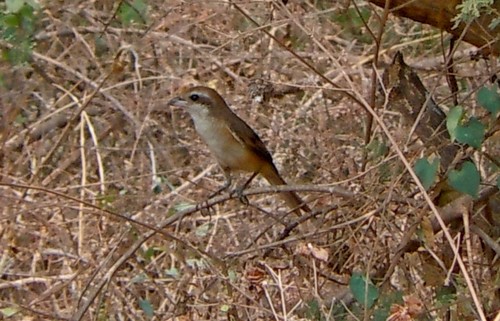 Brown Shrike