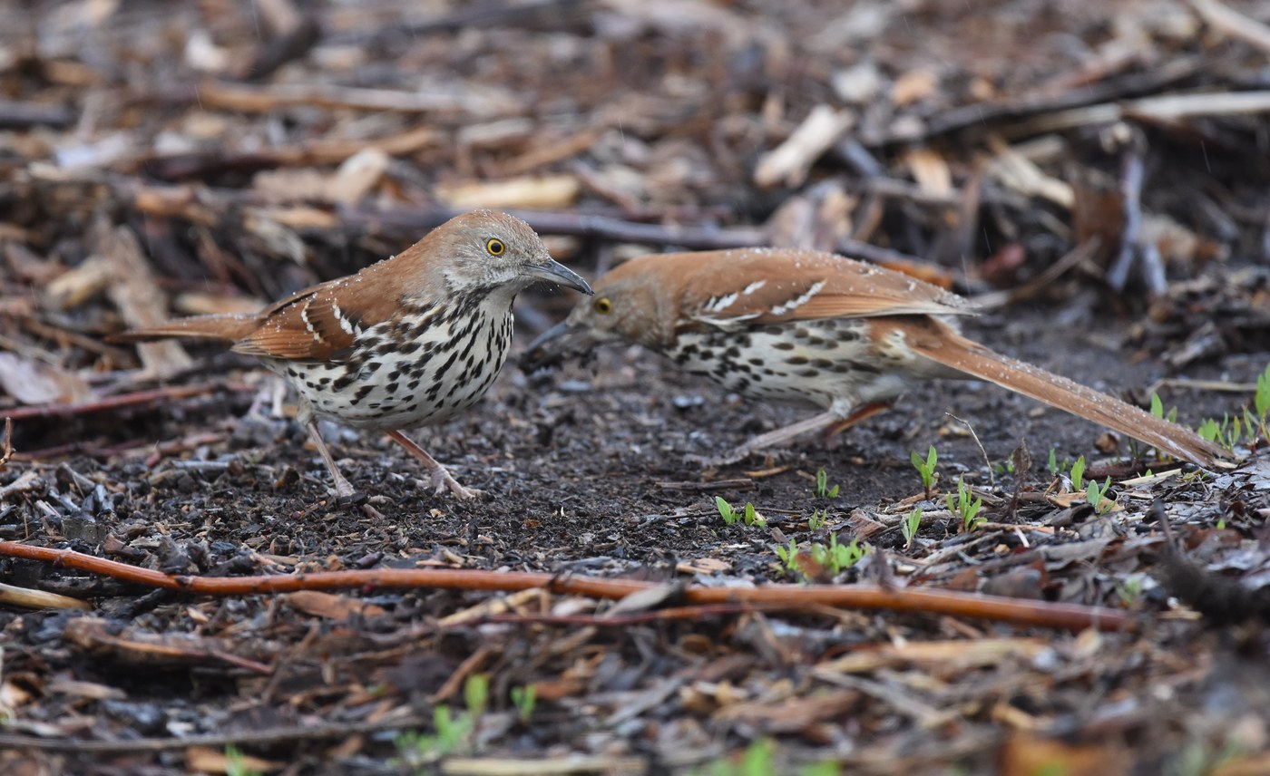 Brown Thrasher (Toxostoma rufum)