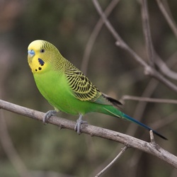 Budgerigar Identification Guide