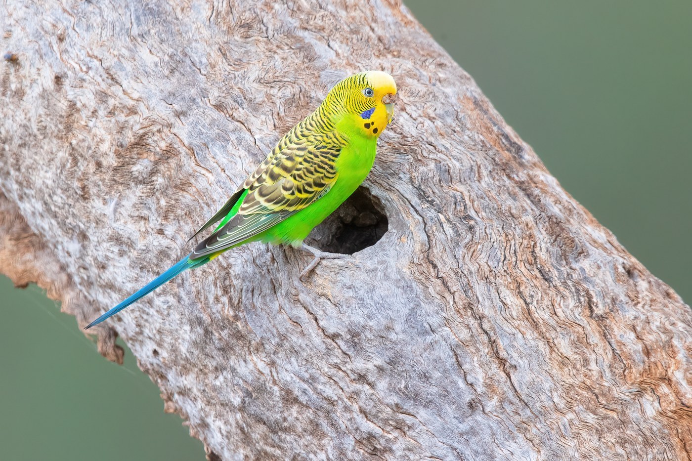 Budgerigar Identification Guide