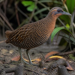 Buff-banded Rail Identification Guide