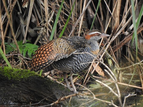 Buff-banded Rail