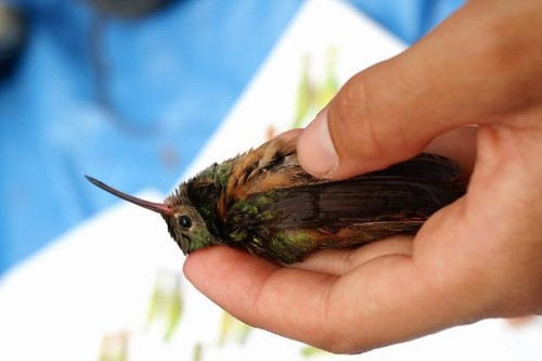 Buff-bellied Hummingbird