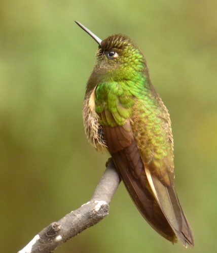 Buff-tailed Coronet