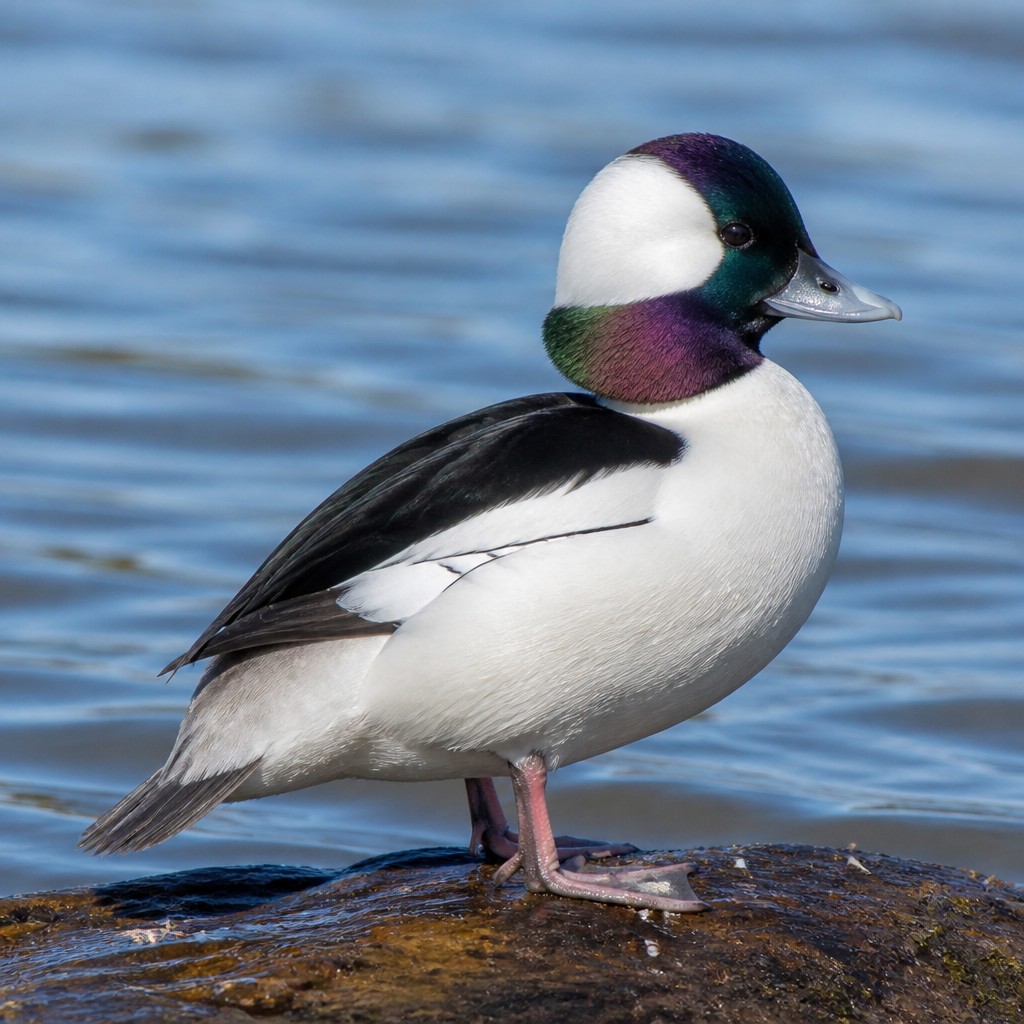 Bufflehead
