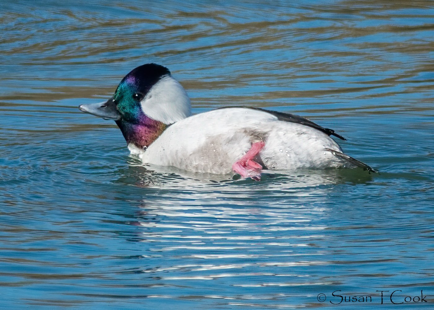 Bufflehead (Bucephala albeola)