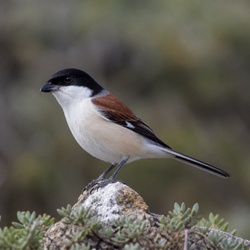 Bull-headed Shrike Identification Guide