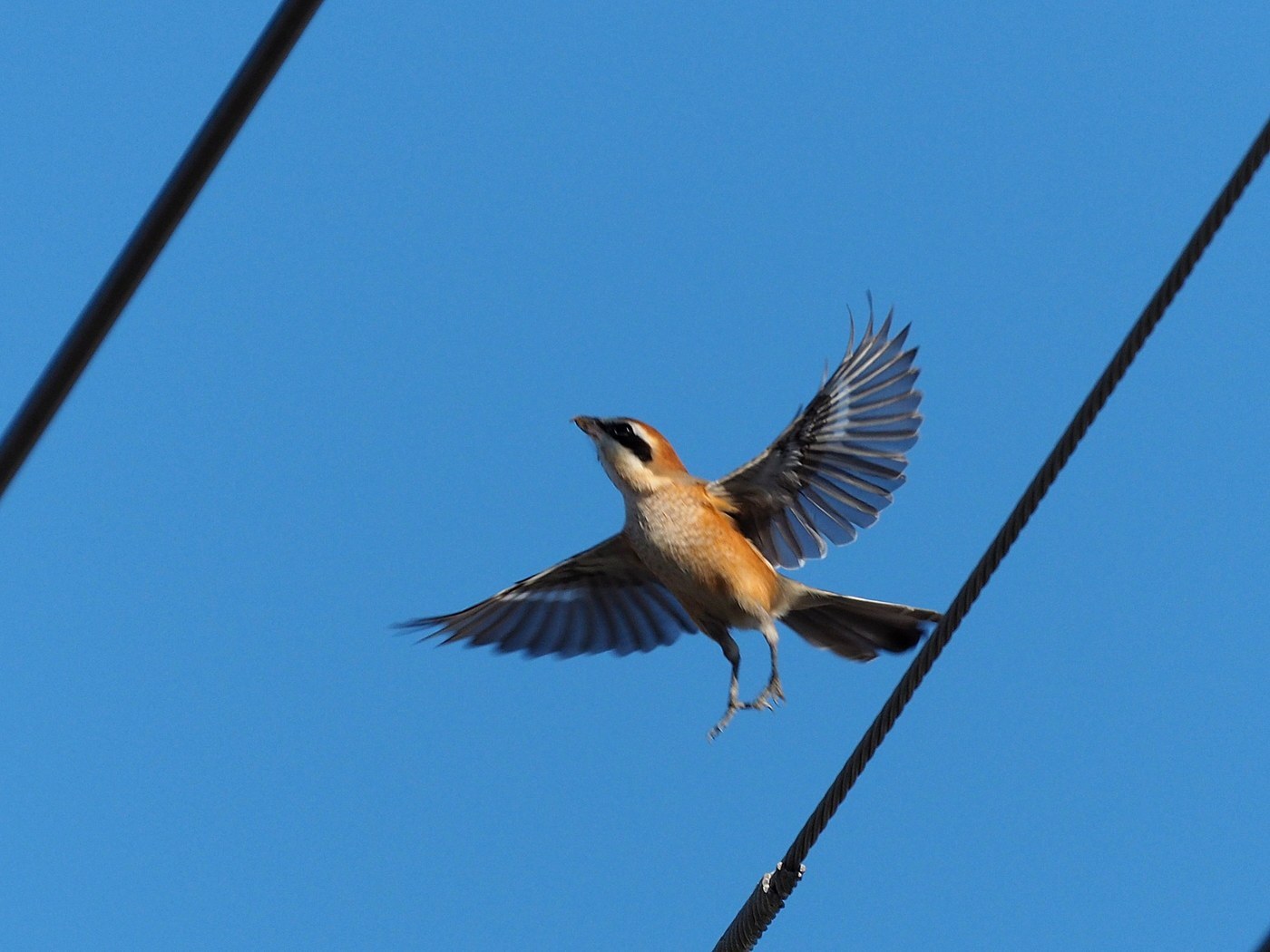 Bull-headed Shrike (Lanius bucephalus)