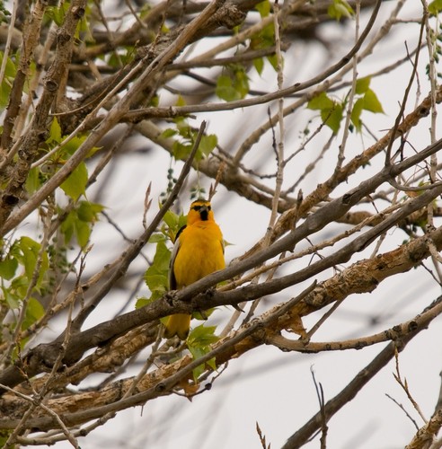 Bullock's Oriole