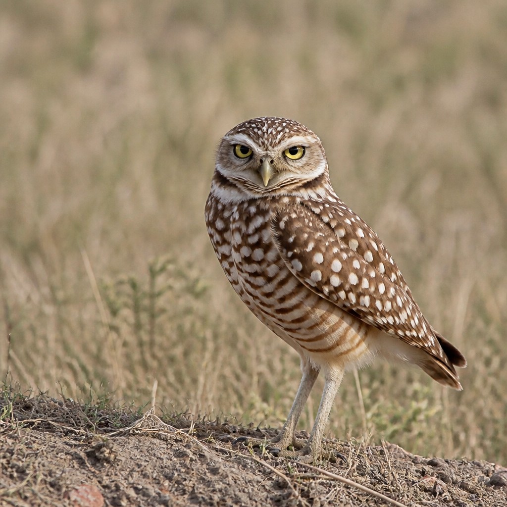 Burrowing Owl