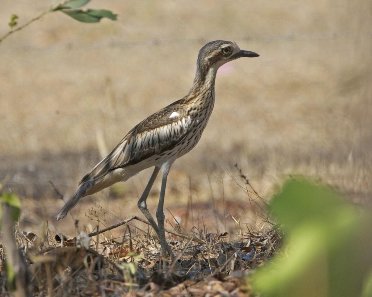 Bush Stone-curlew (Burhinus grallarius)