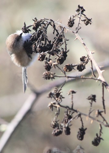 Bushtit