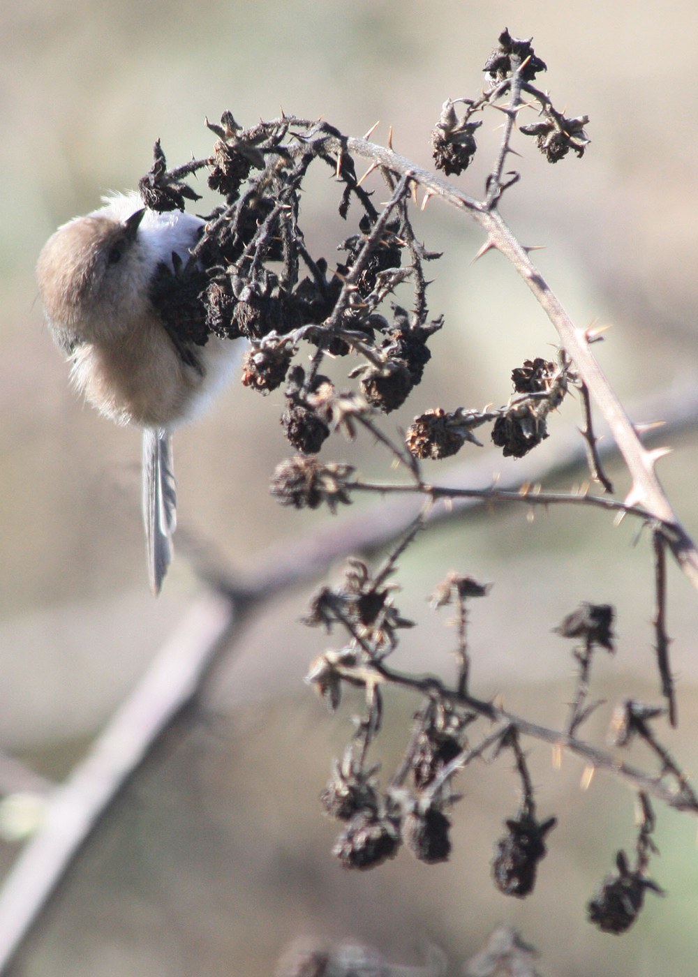 Bushtit (Psaltriparus minimus)