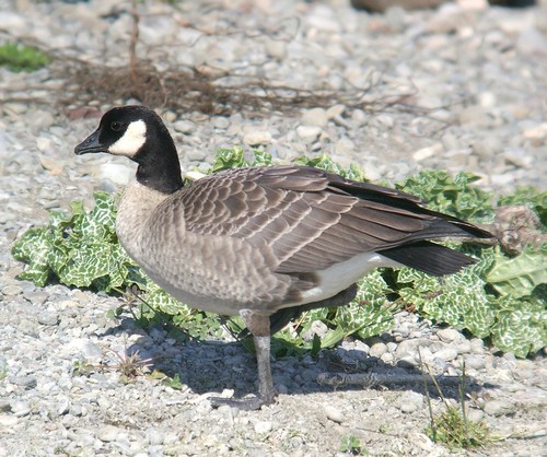 Cackling Goose