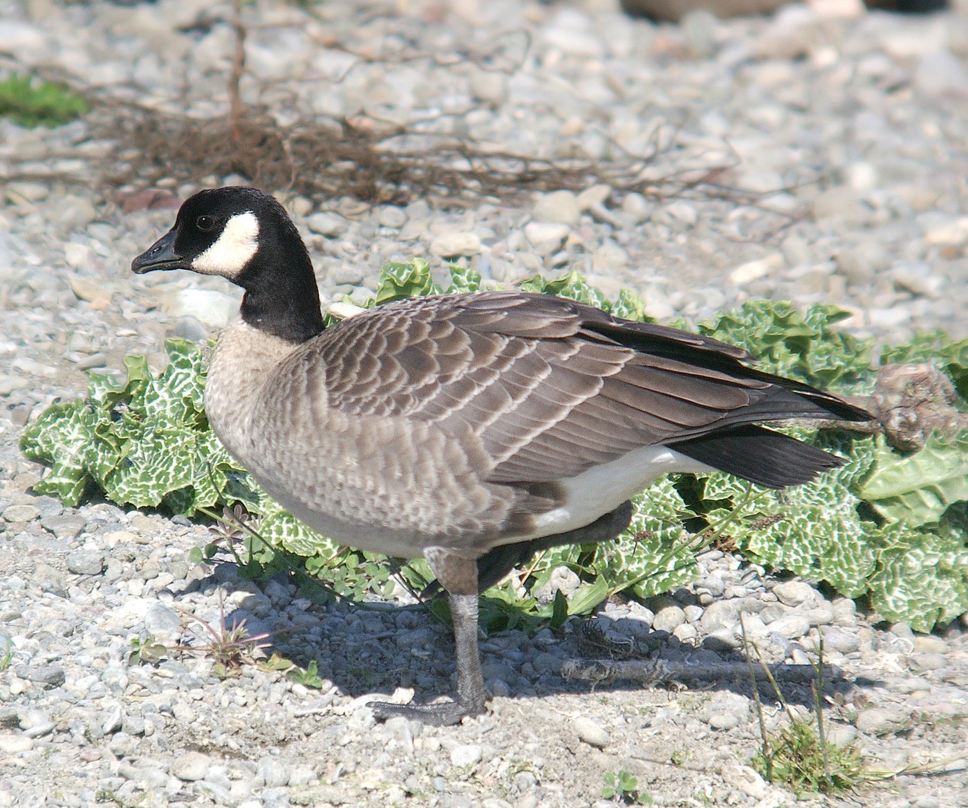 Cackling Goose (Branta hutchinsii)