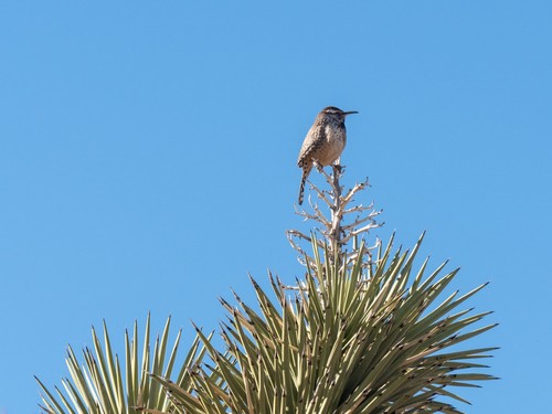 Cactus Wren