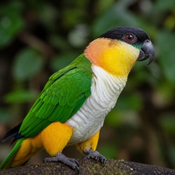 Caique Identification Guide