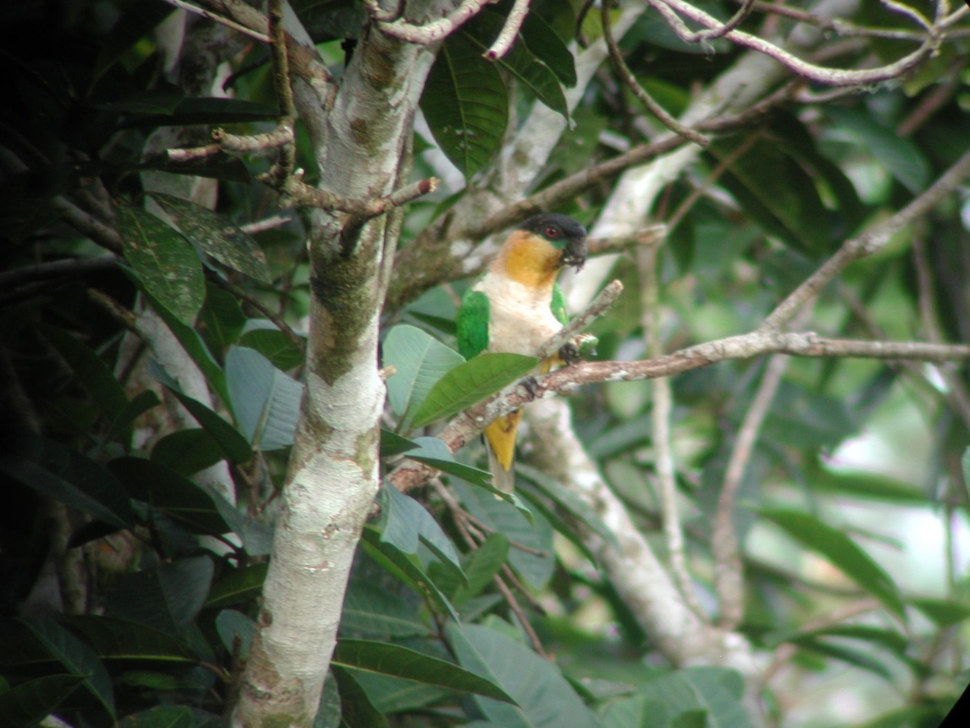 Caique (Pionites melanocephalus)