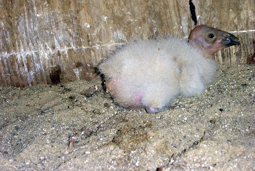 California Condor