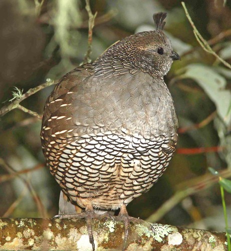 California Quail