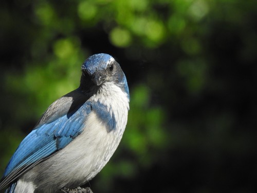 California Scrub-Jay