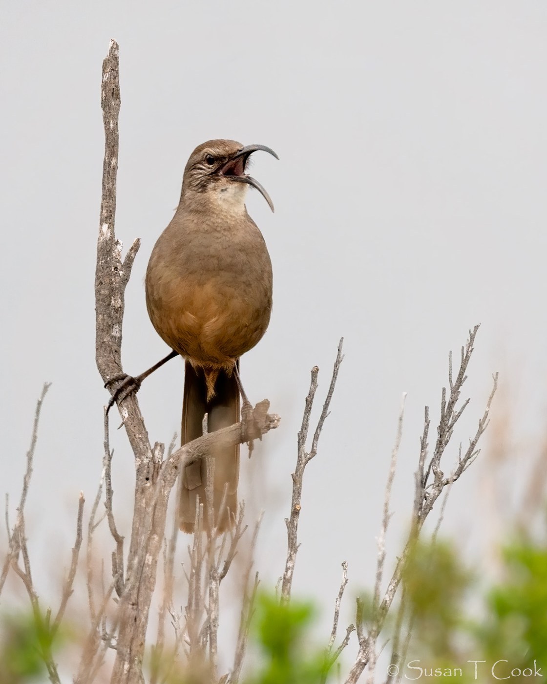 California Thrasher (Toxostoma redivivum)