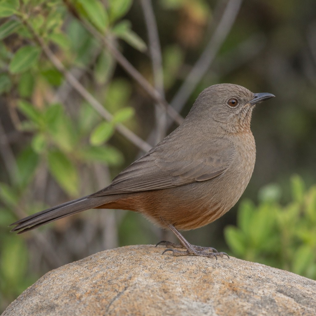 California Towhee (Melozone crissalis)