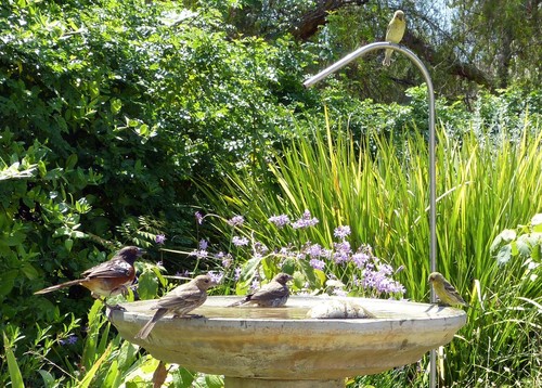California Towhee