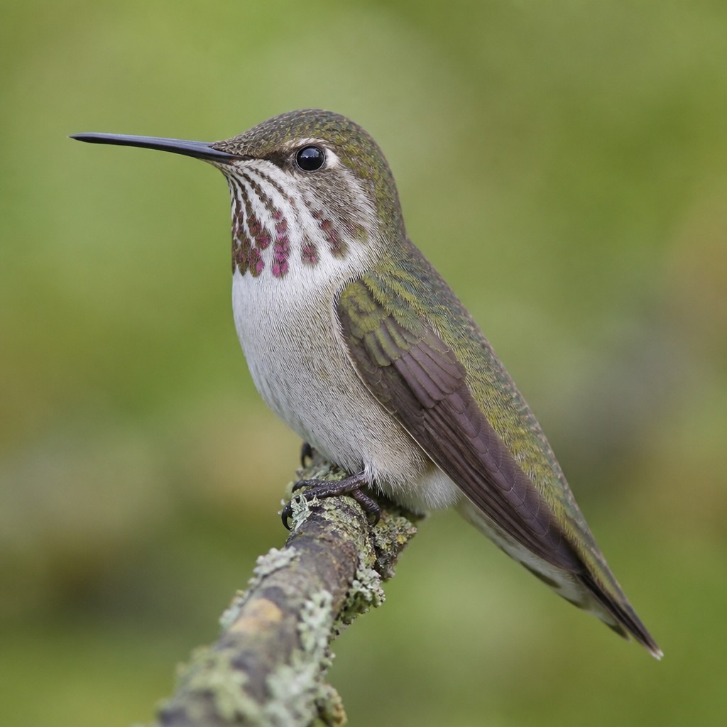 Calliope Hummingbird