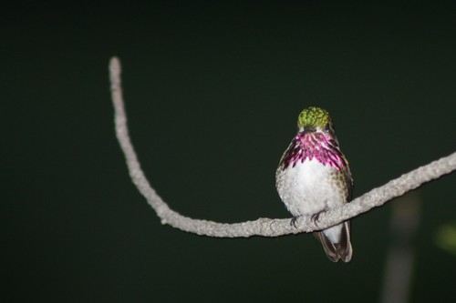Calliope Hummingbird