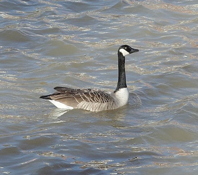 Canada Goose (Branta canadensis)