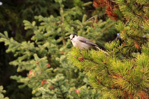 Canada Jay
