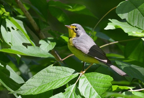 Canada Warbler