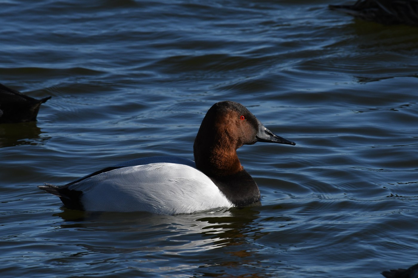 Canvasback (Aythya valisineria)