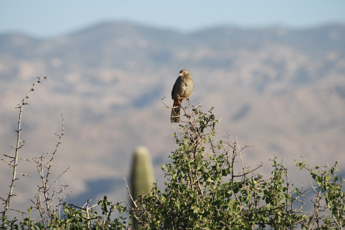 Canyon Towhee (Melozone fusca)