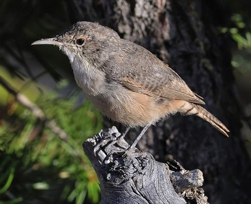 Canyon Wren