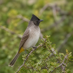 Cape Bulbul Identification Guide