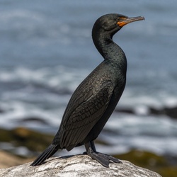 Cape Cormorant Identification Guide