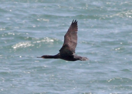 Cape Cormorant