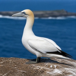 Cape Gannet Identification Guide