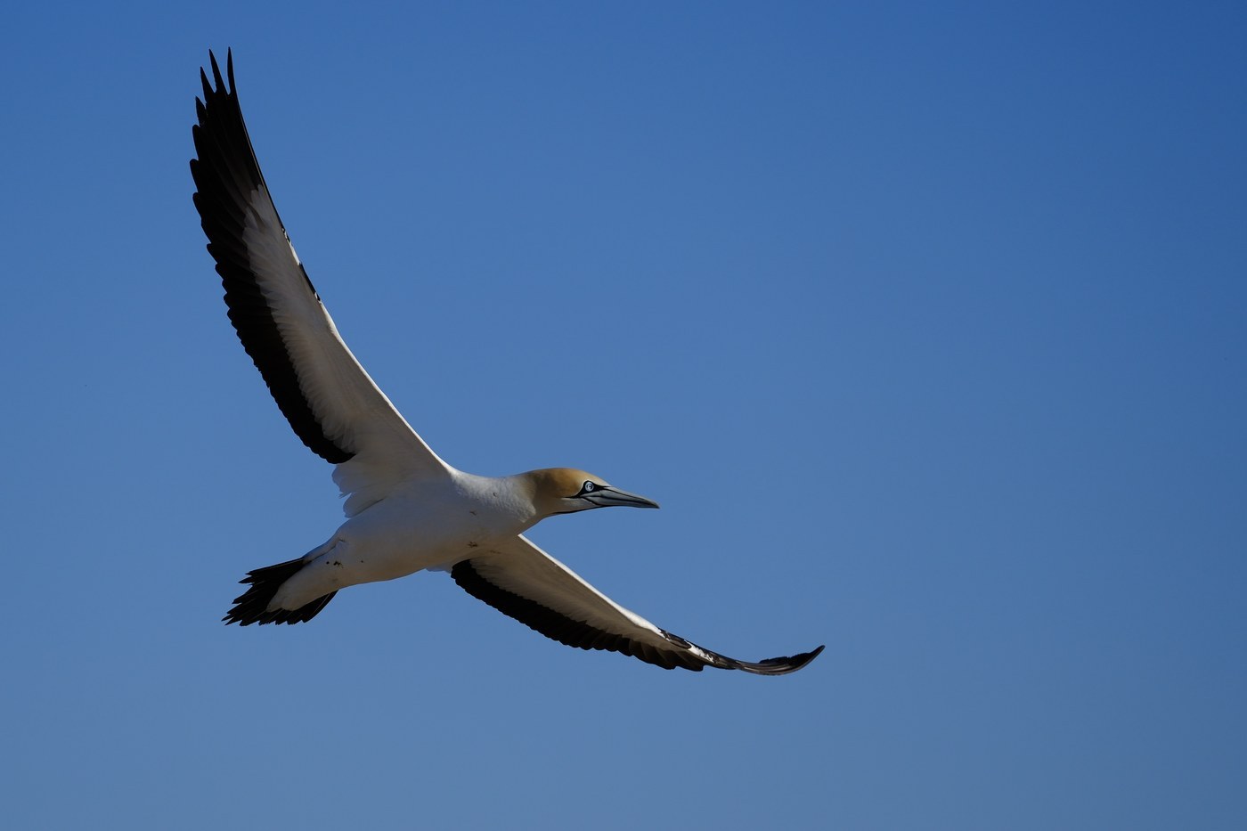 Cape Gannet (Morus capensis)