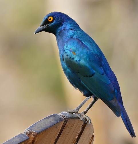 Cape Glossy Starling