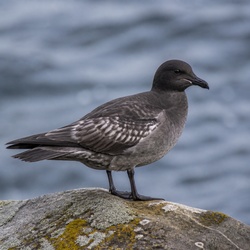 Cape Petrel Identification Guide