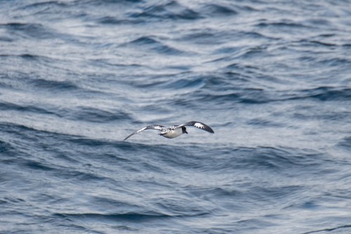 Cape Petrel